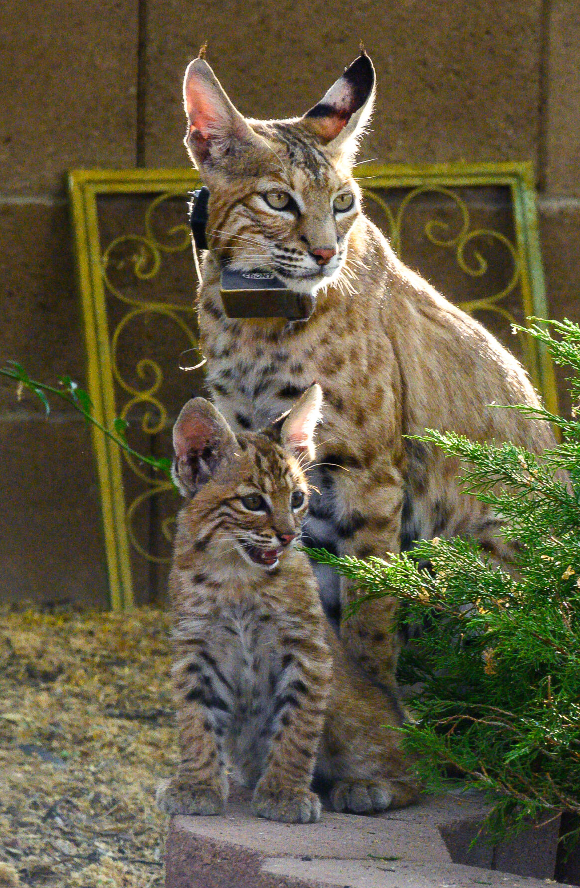 Bobcats, Tucson, 2022